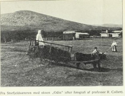 Fra Storfjeldsæteren med oksen Odin